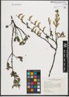 Foto von Salix repens L.